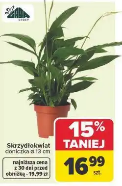 Carrefour Skrzydłokwiat doniczka Ø 13 cm oferta