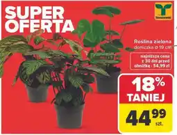 Carrefour Roślina zielona doniczka Ø 19 cm oferta