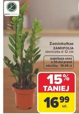 Carrefour Zamiokulkas ZAMIOFILIA doniczka Ø 12 cm oferta