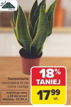Carrefour Sansevieria doniczka Ø 12 cm różne rodzaje oferta