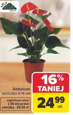 Carrefour Anthurium doniczka Ø 14 cm oferta