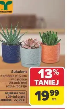 Carrefour Sukulent, doniczka Ø 12 cm w osłonce ceramicznej oferta