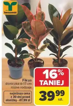 Carrefour Fikus, doniczka Ø 17 cm oferta