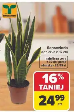 Carrefour Sansevieria, doniczka Ø 17 cm oferta
