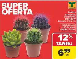 Carrefour Kaktus GRUSONI, ECHEVERIA RAINBOW doniczka Ø 5,5 cm oferta