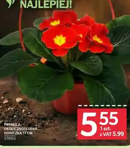 Selgros Prymula okolicznościowa oferta