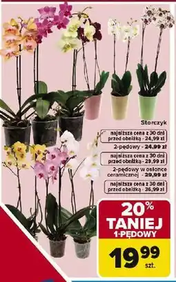 Carrefour Storczyk (Orchid) 1-pędowy oferta