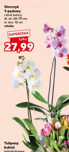 Kaufland Storczyk Tulipany oferta
