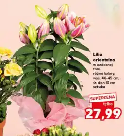 Kaufland Lilia orientalna w ozdobnej folii oferta