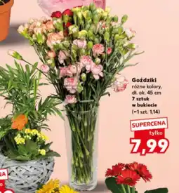 Kaufland Goździki bukiet oferta