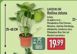 ALDI Roślina zielona Gardenline oferta