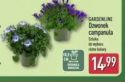 ALDI Gardenline Dzwonek campanula oferta