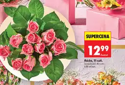 Biedronka Róża, 11 szt oferta