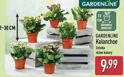 ALDI Kalanchoe oferta