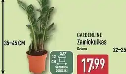 ALDI Zamiokulkas oferta