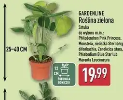 ALDI Roślina zielona oferta