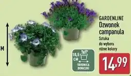 ALDI Dzwonek campanula oferta