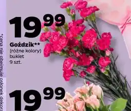 Netto Goździk (różne kolory, bukiet 9 szt.) oferta