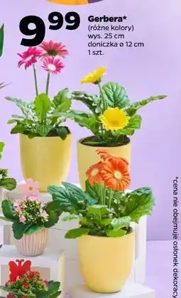 Netto Gerbera (różne kolory) wys. 25 cm doniczka ø 12 cm oferta