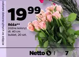 Netto Róża (bukiet, 20 szt., różne kolory, dł. 40 cm) oferta