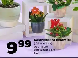 Netto Kalanchoe w ceramice (różne kolory, wys. 15 cm doniczka ø 6 cm) oferta