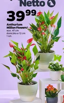 Netto Anthurium Million Flowers (wys. 47 cm, doniczka ø 12 cm) oferta