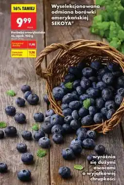 Biedronka Borówka amerykańska XL, opak. 150 g oferta