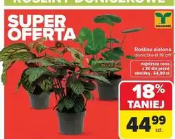 Carrefour Roślina zielona 19 cm Tomaszewski oferta