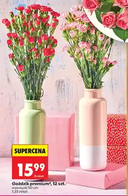 Biedronka Goździk Premium oferta