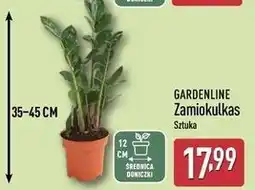 ALDI Zamiokulkas 14 cm Gardenline oferta