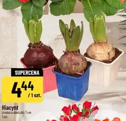 Polomarket Hiacynt oferta