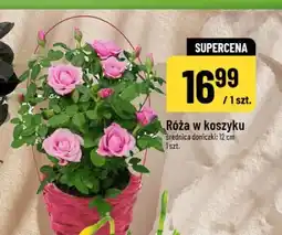 Polomarket Róża w koszyku oferta