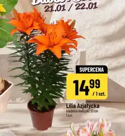 Polomarket Lilia Azjatycka oferta