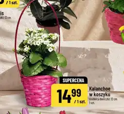 Polomarket Kalanchoe w koszyku oferta