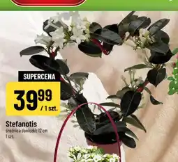 Polomarket Stefanotis oferta