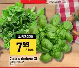 Polomarket Zioła w doniczce XL oferta