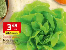 Auchan Sałata masłowa duża główka oferta