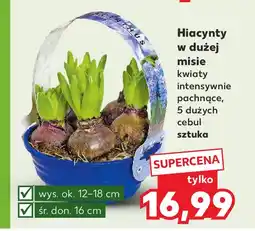 Kaufland Hiacynty w dużej osłonce oferta
