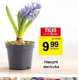 Gram Market Hiacynt doniczka oferta