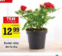 Gram Market Kwiat róża doniczka oferta