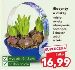 Kaufland Hiacynty w dużej misie oferta