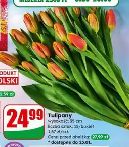 Dino Tulipany oferta