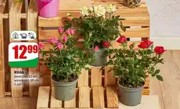 Dino Róża oferta