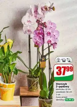 Dino Storczyk 2-pędowy oferta