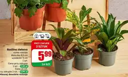 Dino Roślina zielona oferta