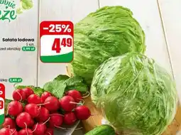 Dino Sałata lodowa oferta