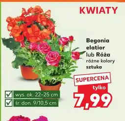 Kaufland Begonia Ok oferta