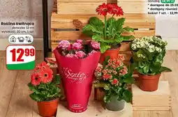 Dino Roślina kwitnąca (doniczka 12 cm) oferta