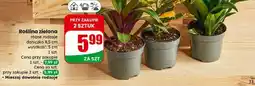 Dino Roślina zielona (doniczka 8,5 cm, wysokość 5 cm, różne rodzaje) oferta