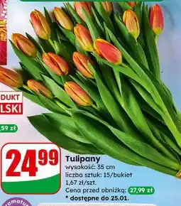 Dino Tulipany 35 cm oferta